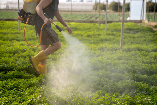 Best Pest Control Near Me in New Port Richey, FL