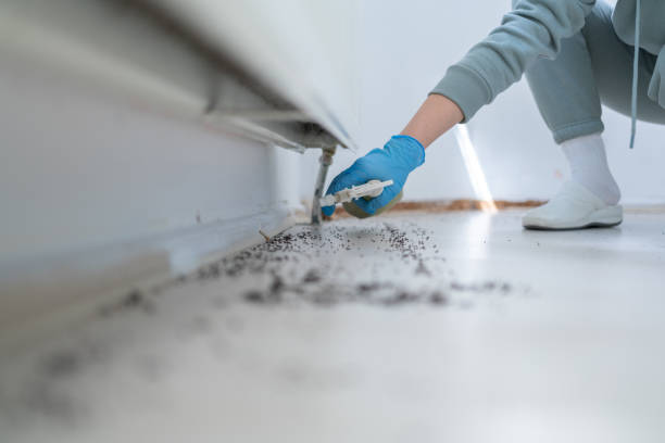 Best Spider Control Near Me  in New Port Richey, FL