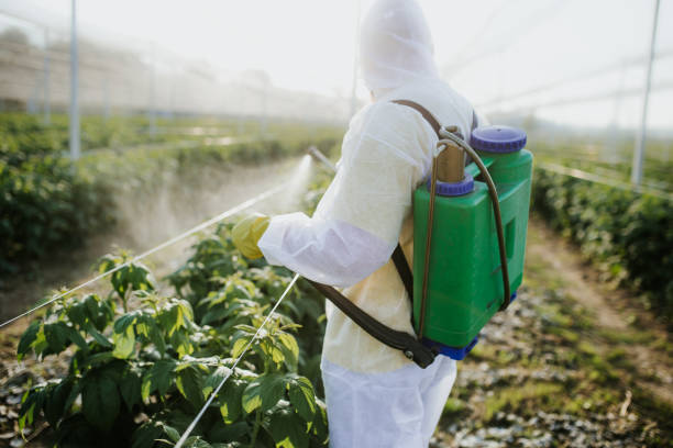 Best Termite Control Services  in New Port Richey, FL